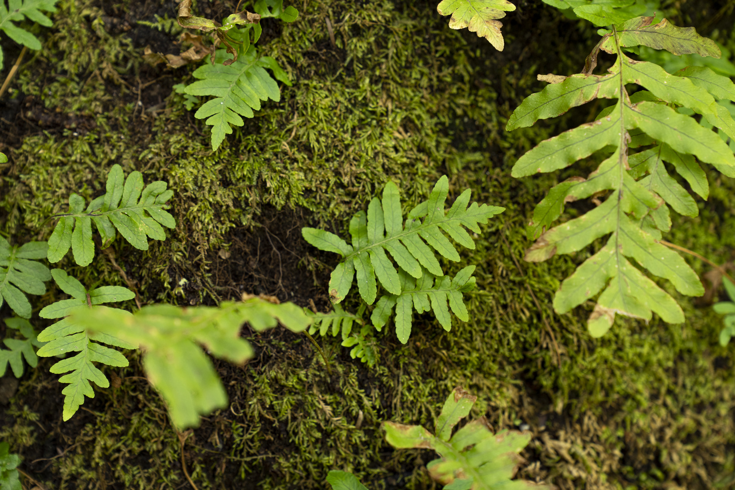 California State Parks