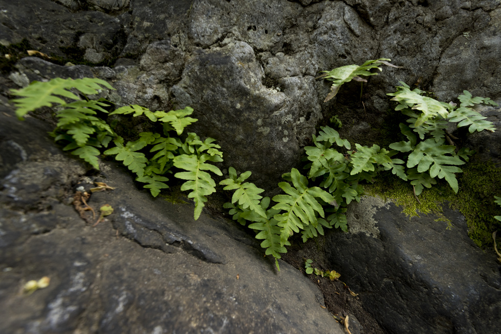 California State Parks