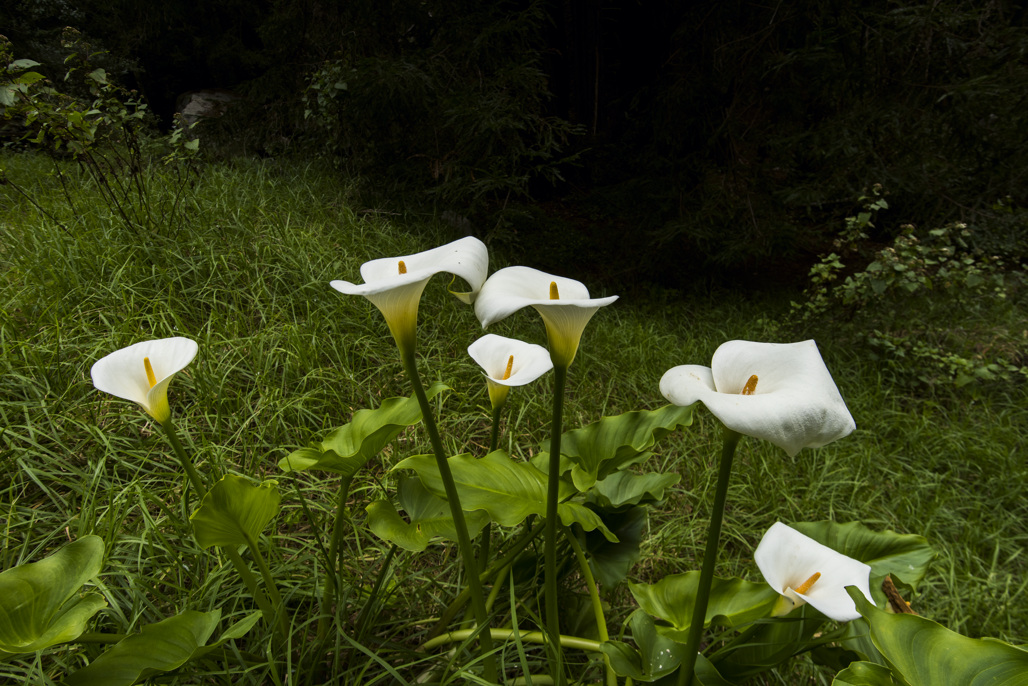 California State Parks