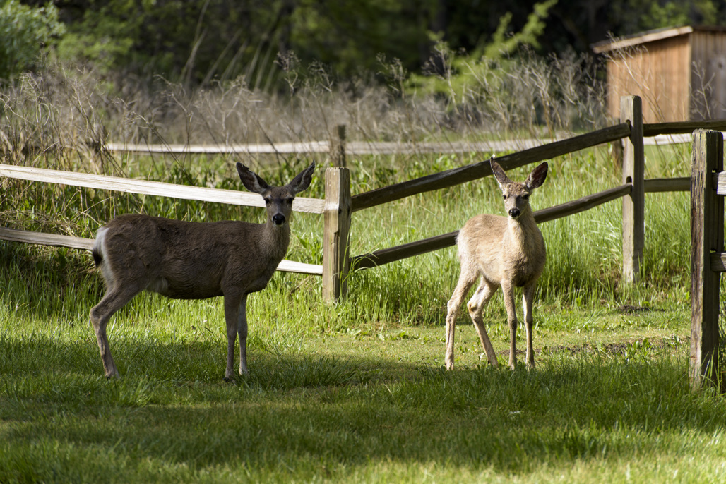 Fort Tejon Group Campground