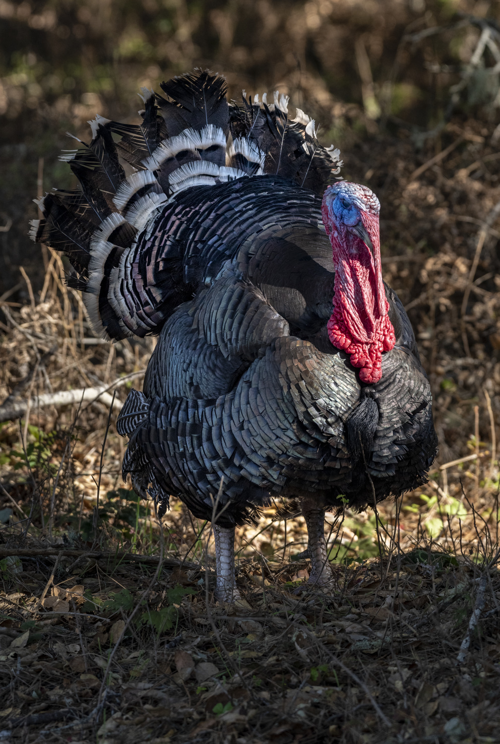 California State Parks