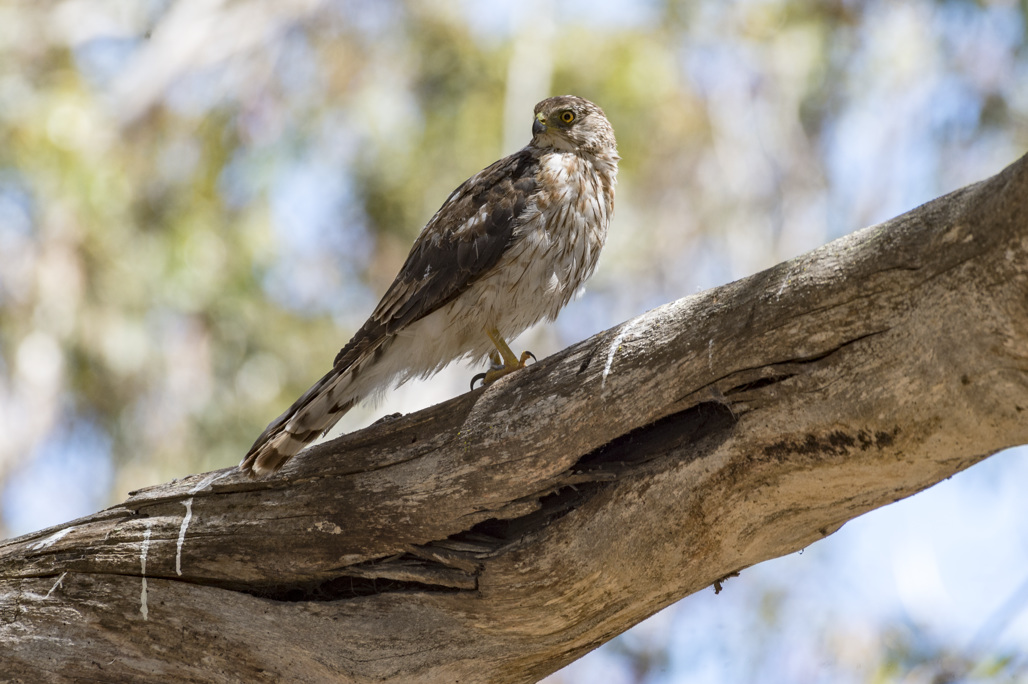 California State Parks