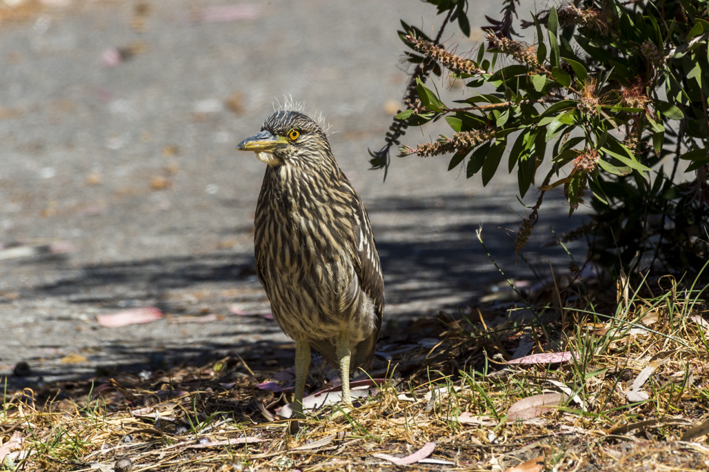 California State Parks