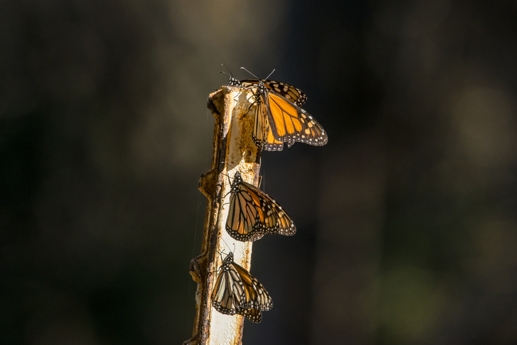 North Beach Campground