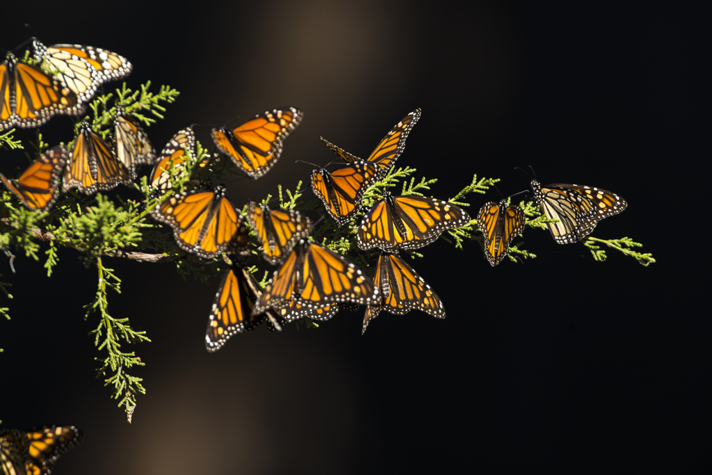 North Beach Campground