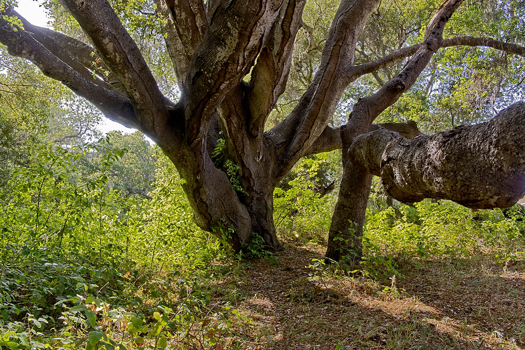 Willow Creek Environmental Campground
