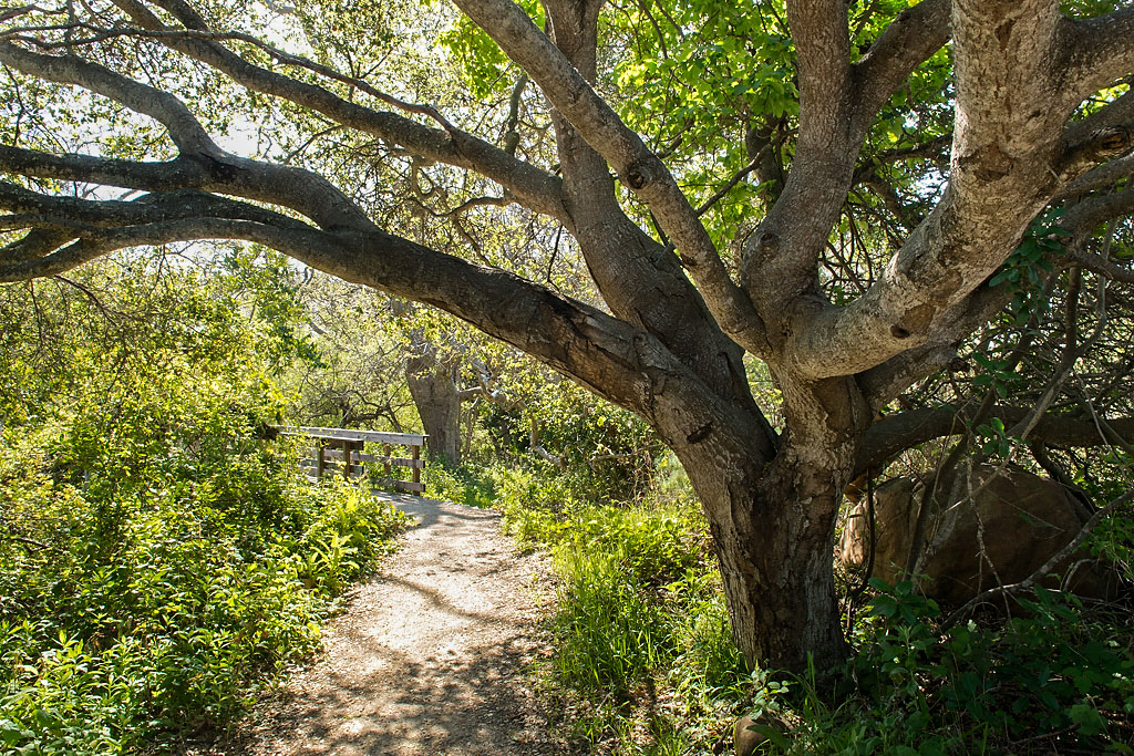 El Capitan State Beach Campground