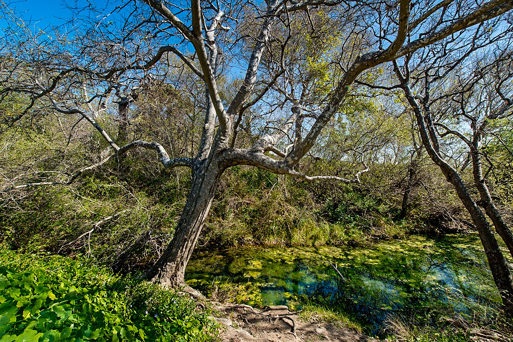 El Capitan State Beach Campground