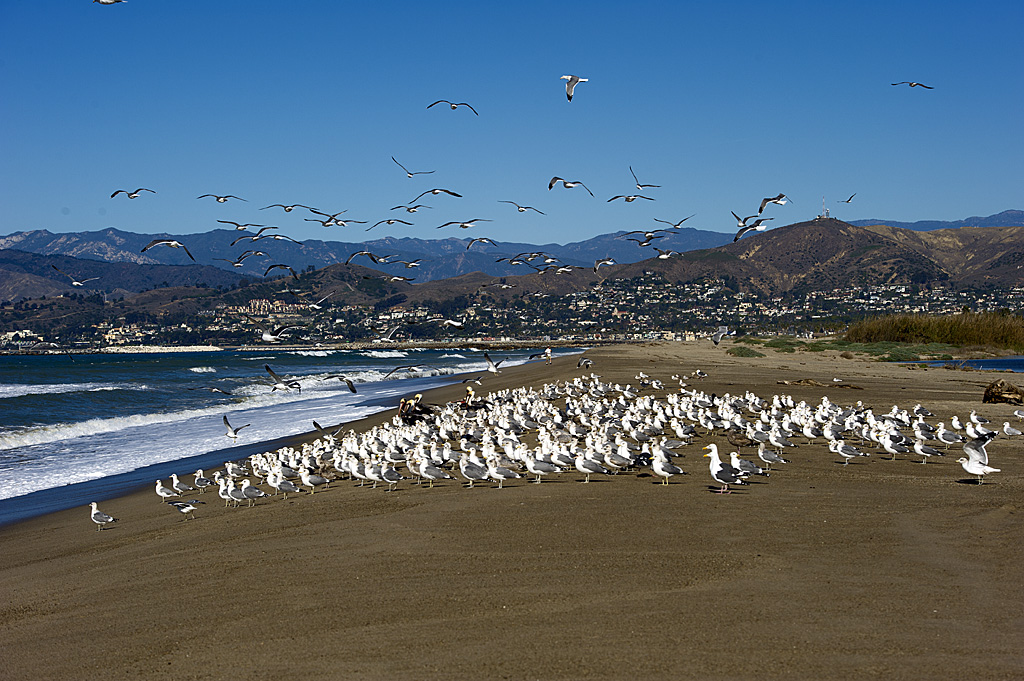 Mcgrath State Beach Campground