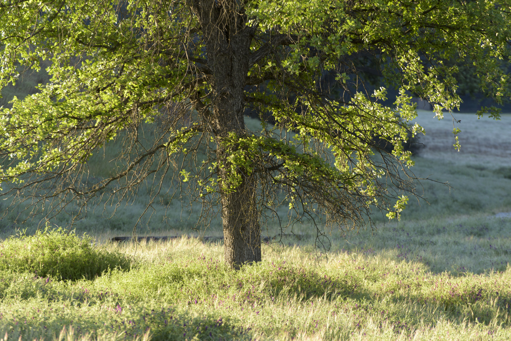 California State Parks