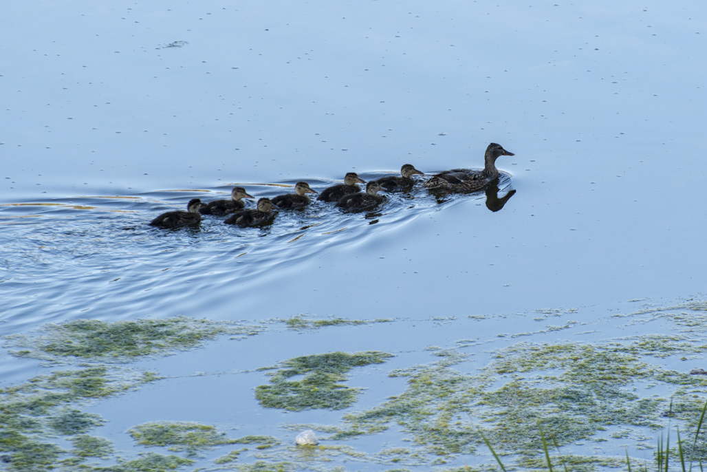 Malibu Creek State Park Campground