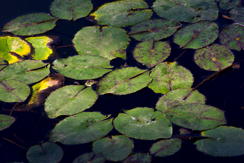 California State Parks