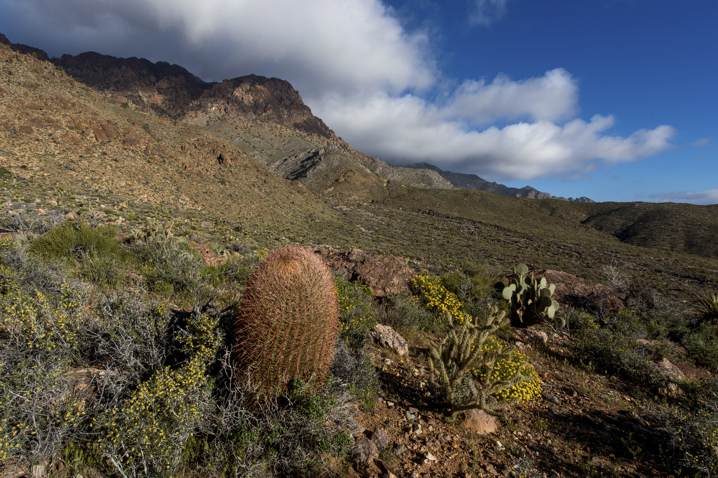 Providence Mountains State Recreation Campground