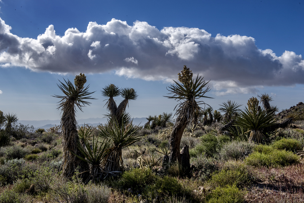 California State Parks