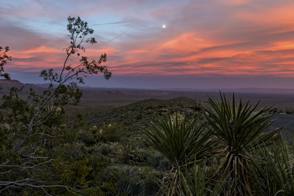 Providence Mountains State Recreation Campground