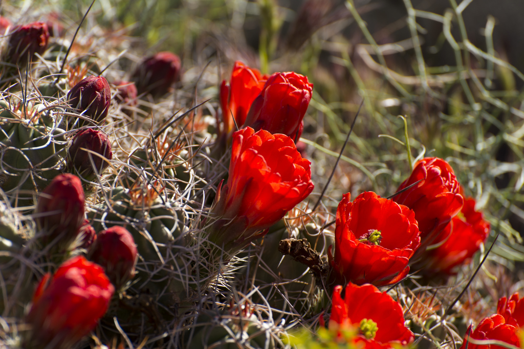 California State Parks