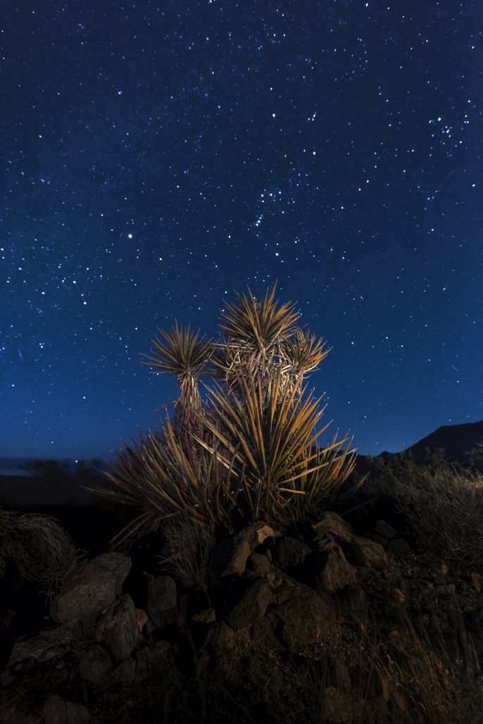 Providence Mountains State Recreation Campground