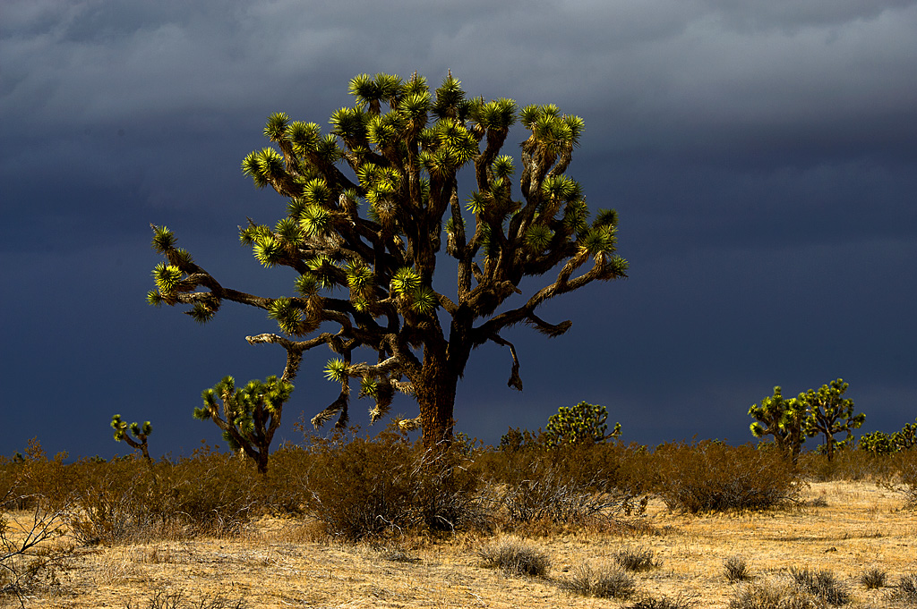 California State Parks