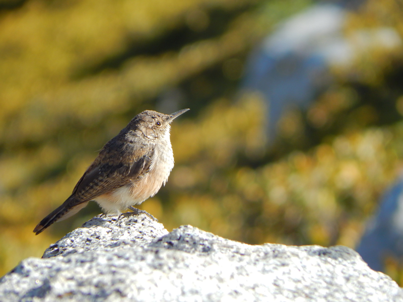 Idyllwild Campground