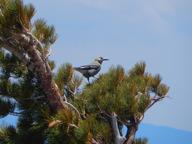 California State Parks