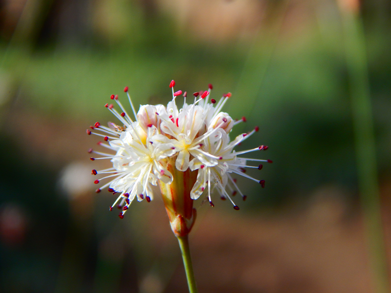 California State Parks