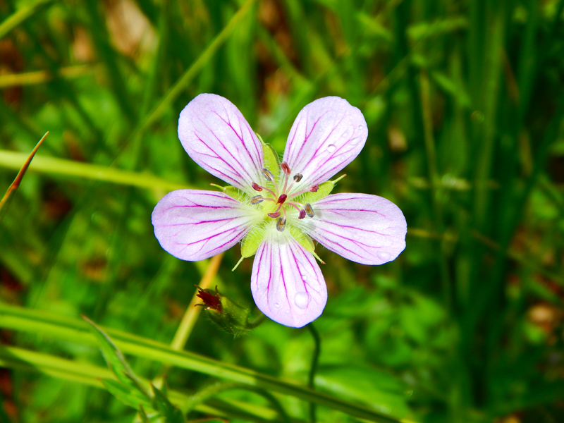 Idyllwild Campground