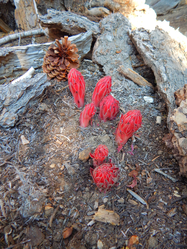 Strawberry Junction Campground