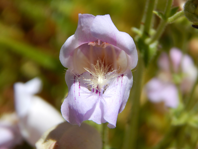 California State Parks