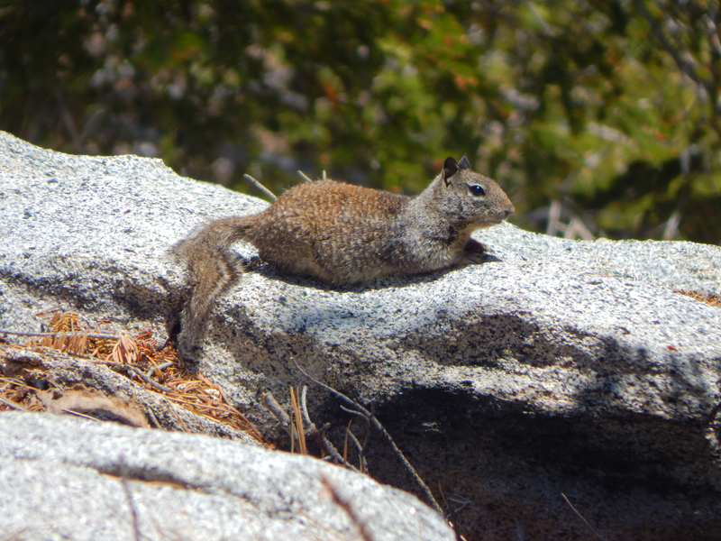 Strawberry Junction Campground