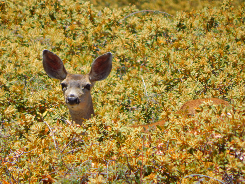 California State Parks