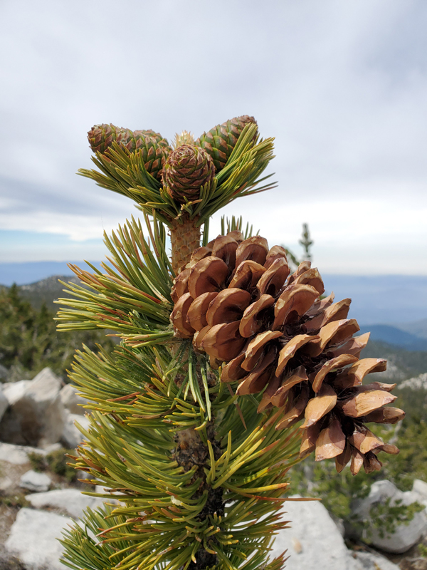 California State Parks