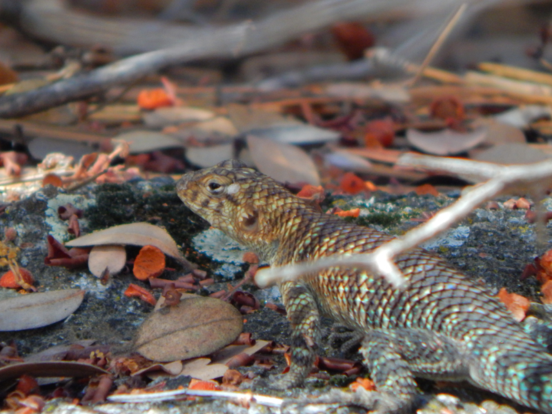 California State Parks