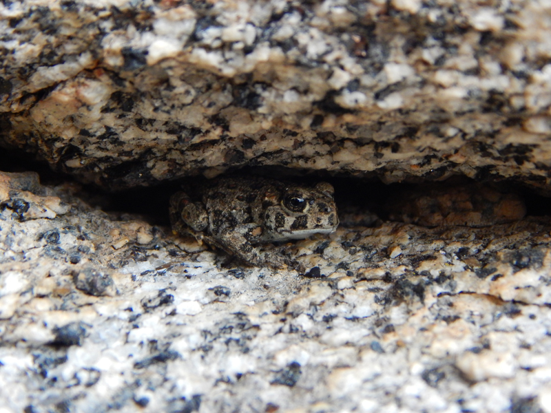 Strawberry Junction Campground