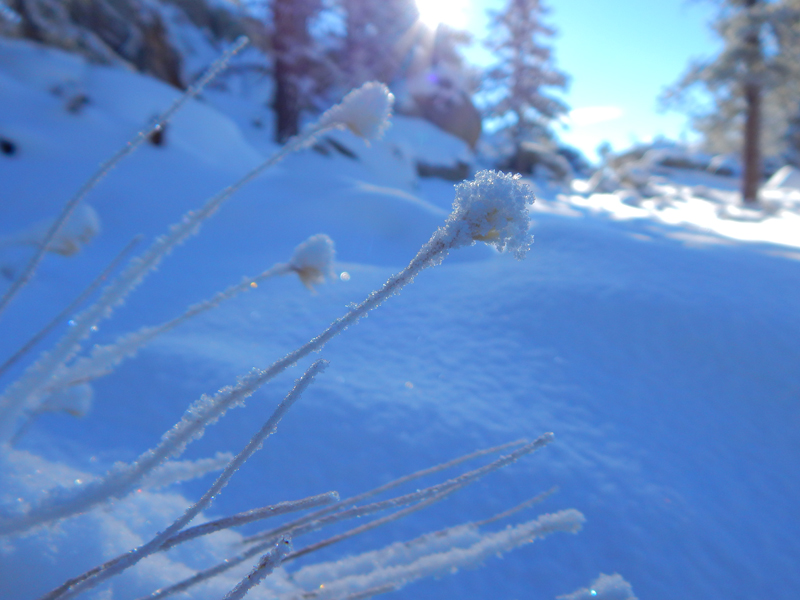 Idyllwild Campground