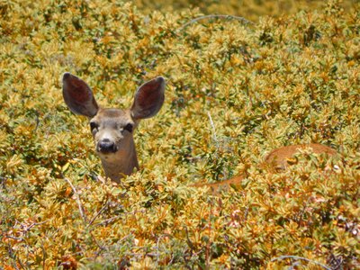 California State Parks
