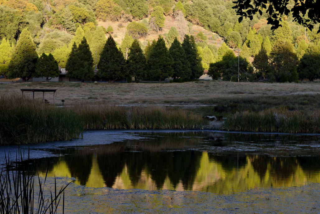 Palomar Mountain State Park Campground