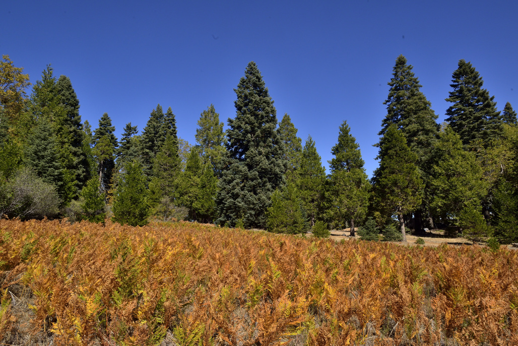 California State Parks