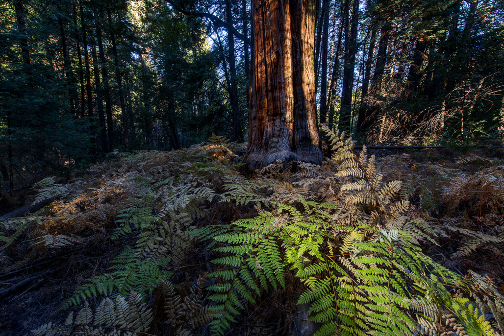 California State Parks