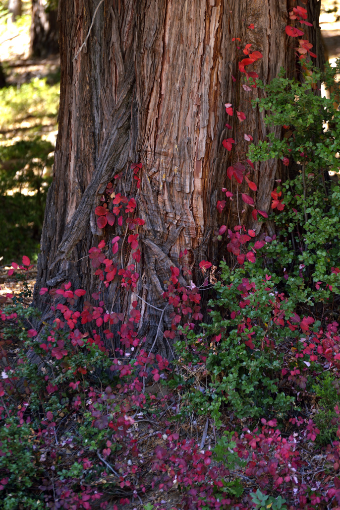 California State Parks