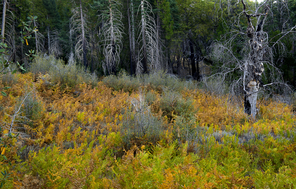 California State Parks