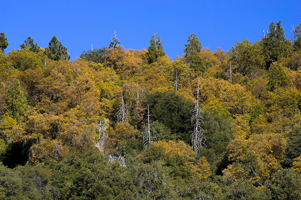 Palomar Mountain State Park Campground