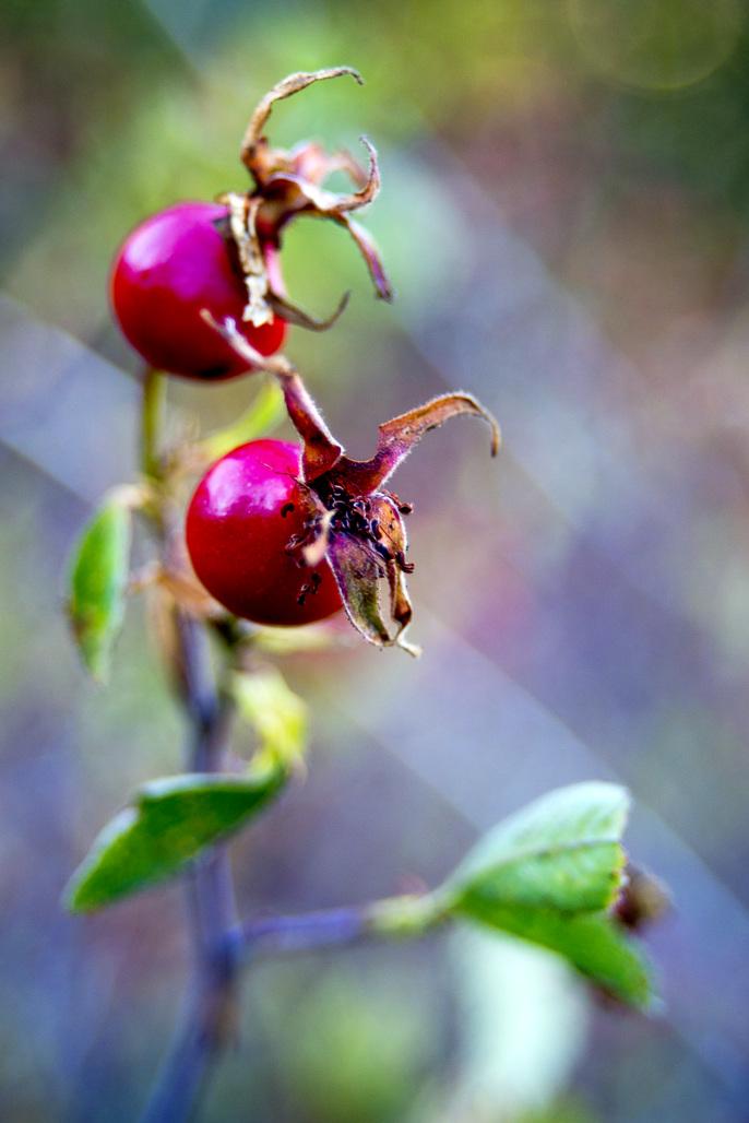 Palomar Mountain State Park Campground