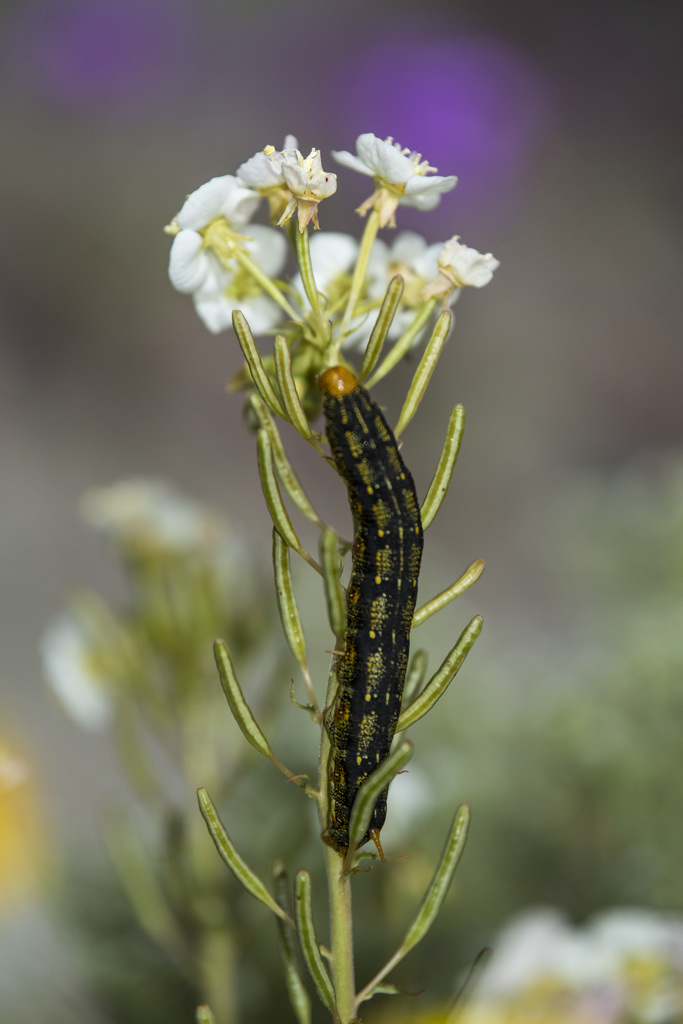 Borrego Palm Canyon Group Campground