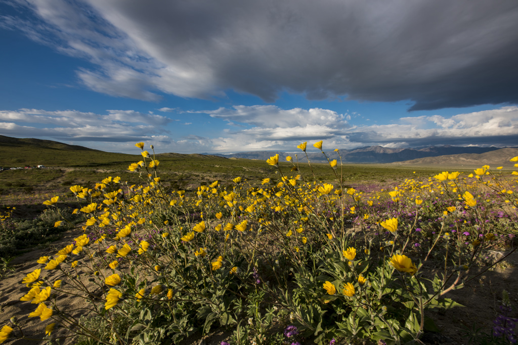 Tamarisk Grove Campground
