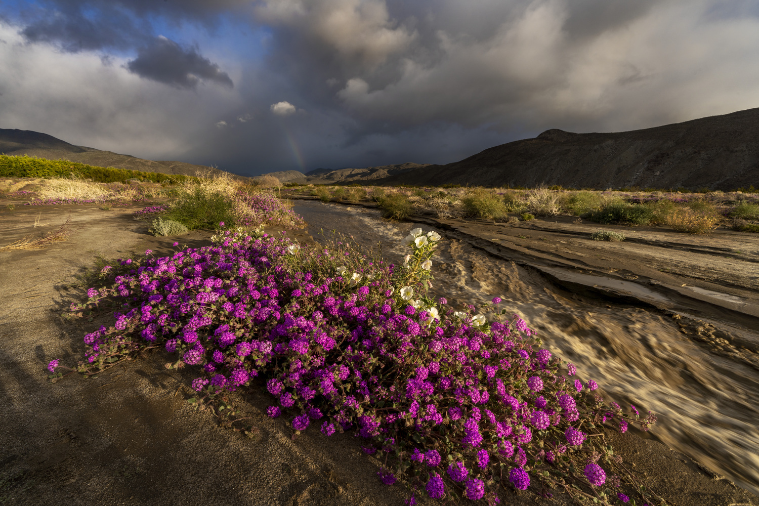 Borrego Palm Canyon Group Campground