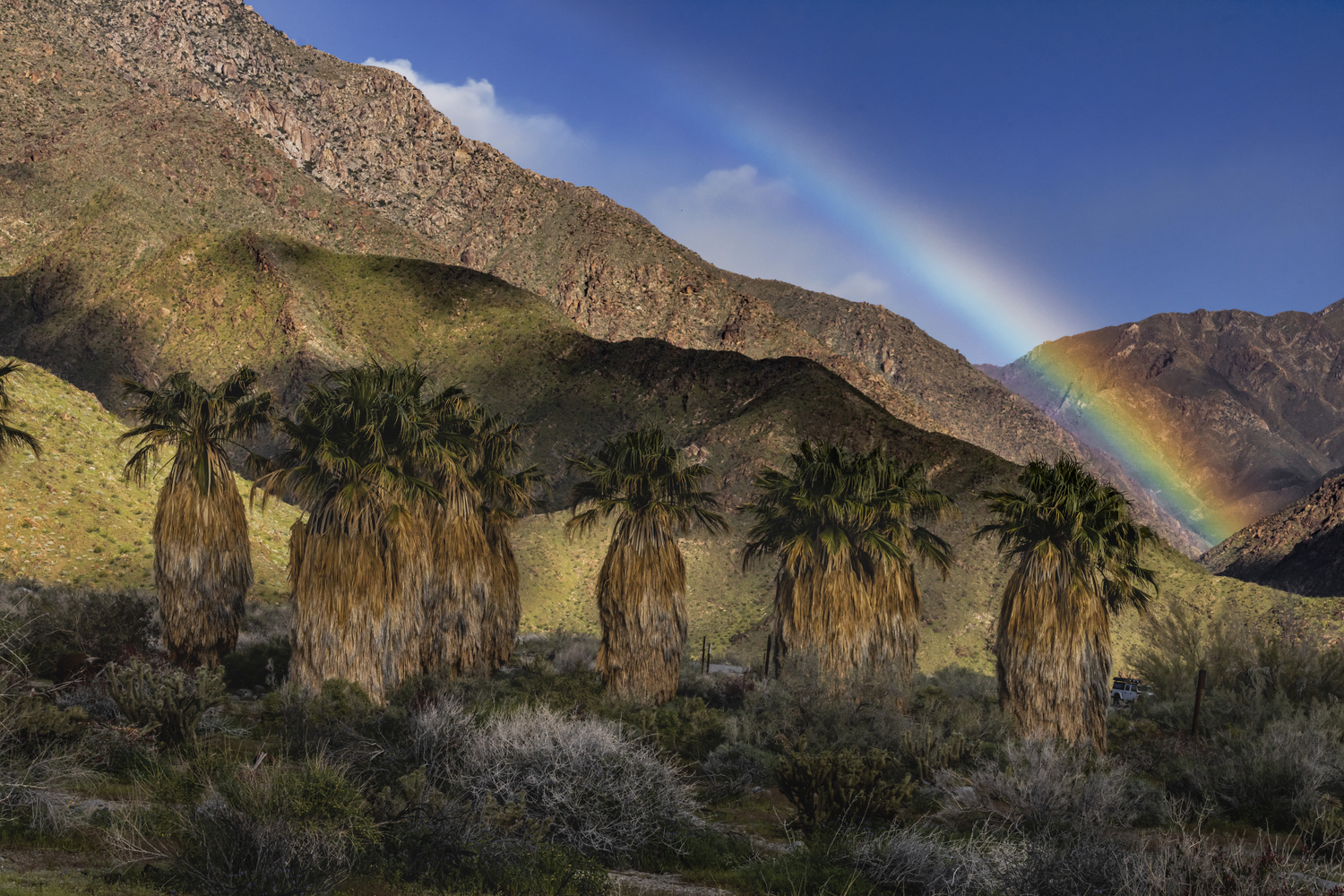 Borrego Palm Canyon Group Campground