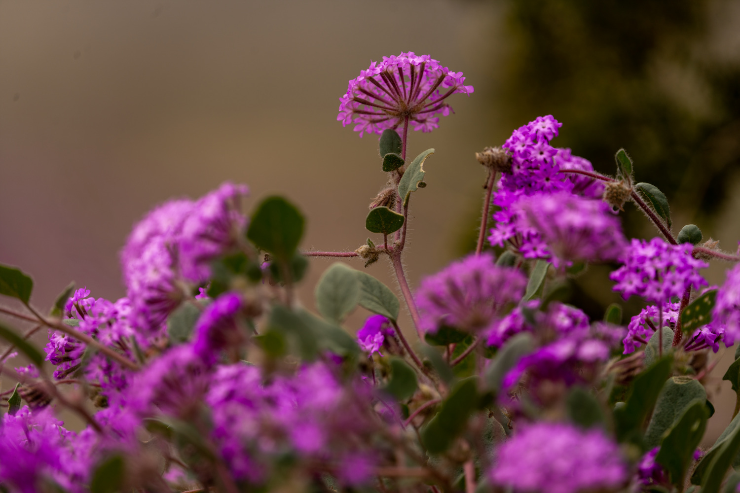California State Parks