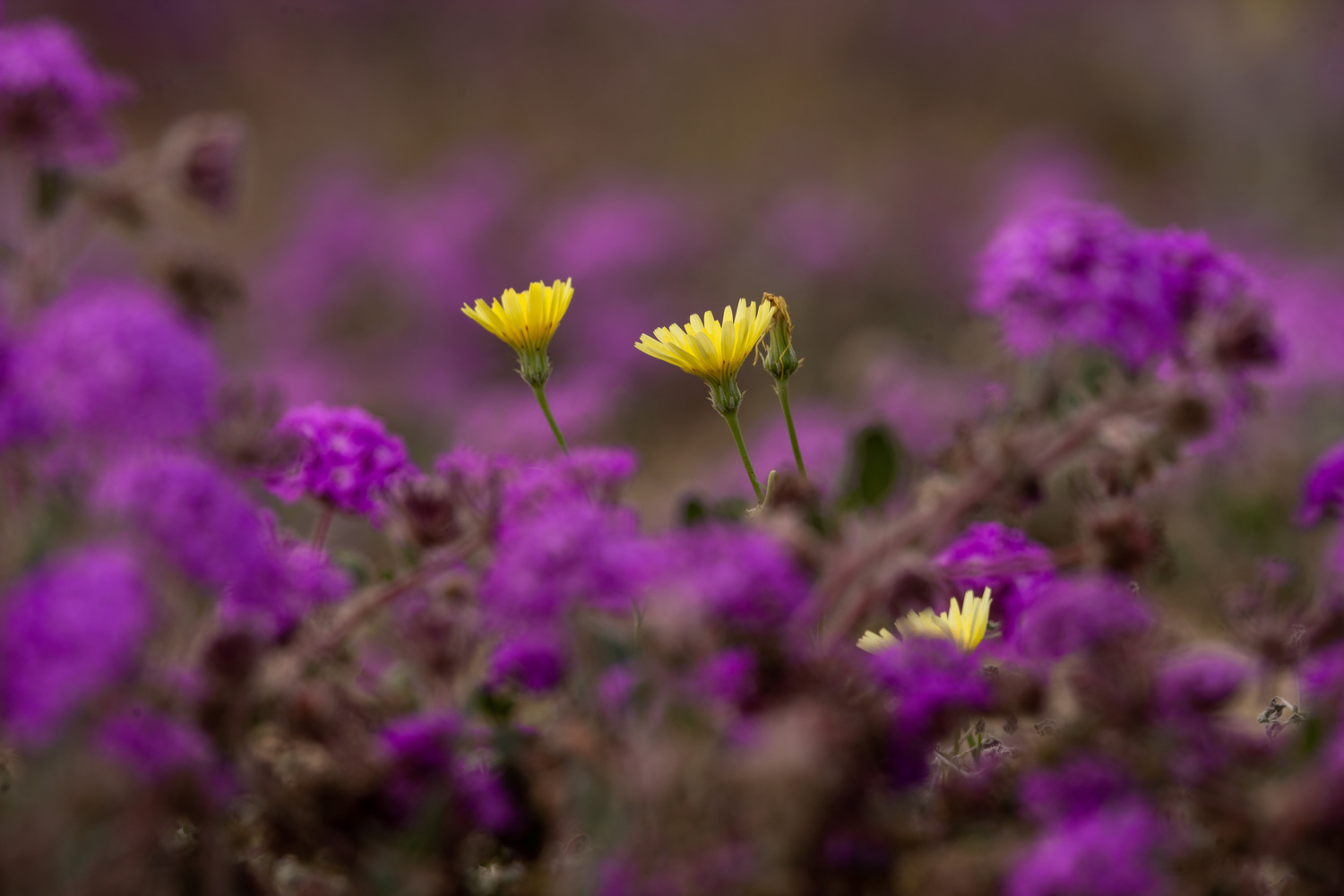 California State Parks