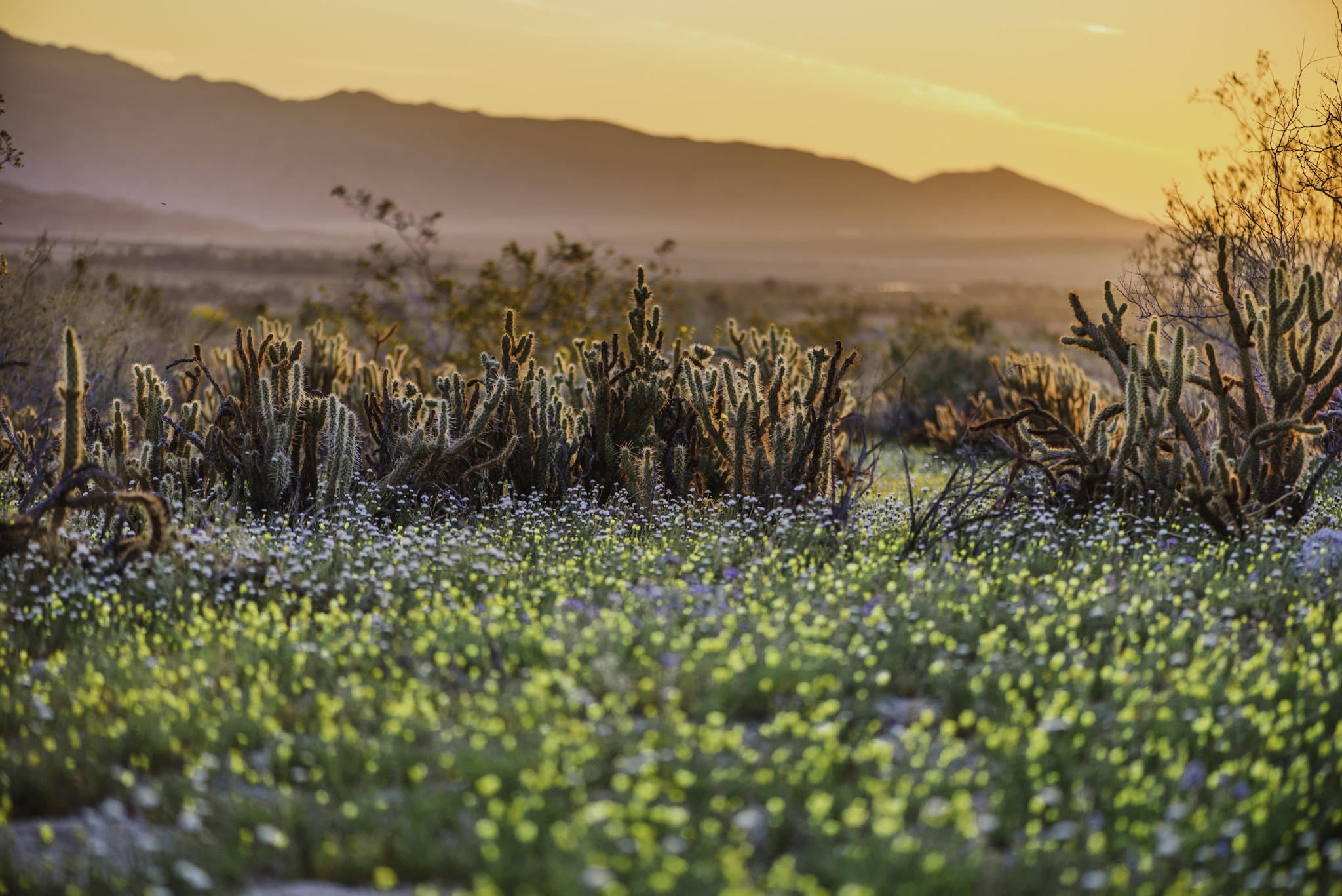 Tamarisk Grove Campground