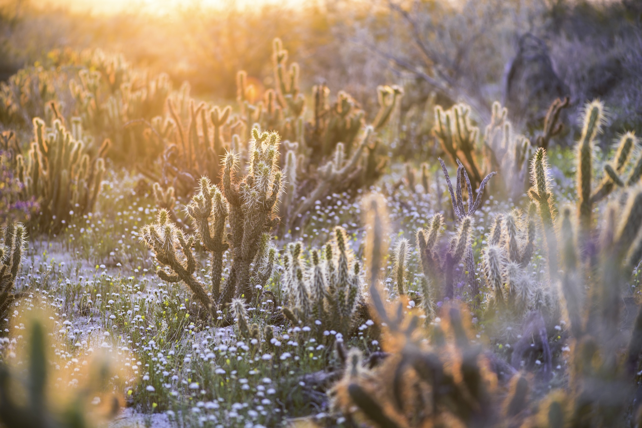 Tamarisk Grove Campground